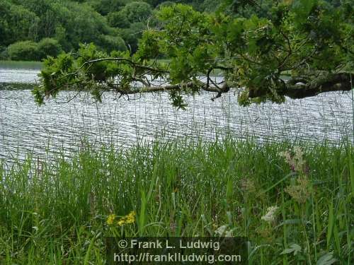 Lough Gill
